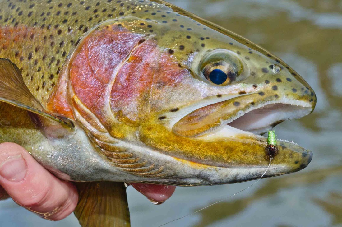 It's Caddis Time! - Pat Dorsey Fly Fishing