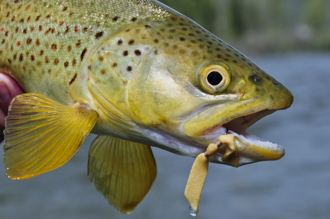 High Water Tips for Successful Spring Fishing Pat Dorsey Fly Fishing