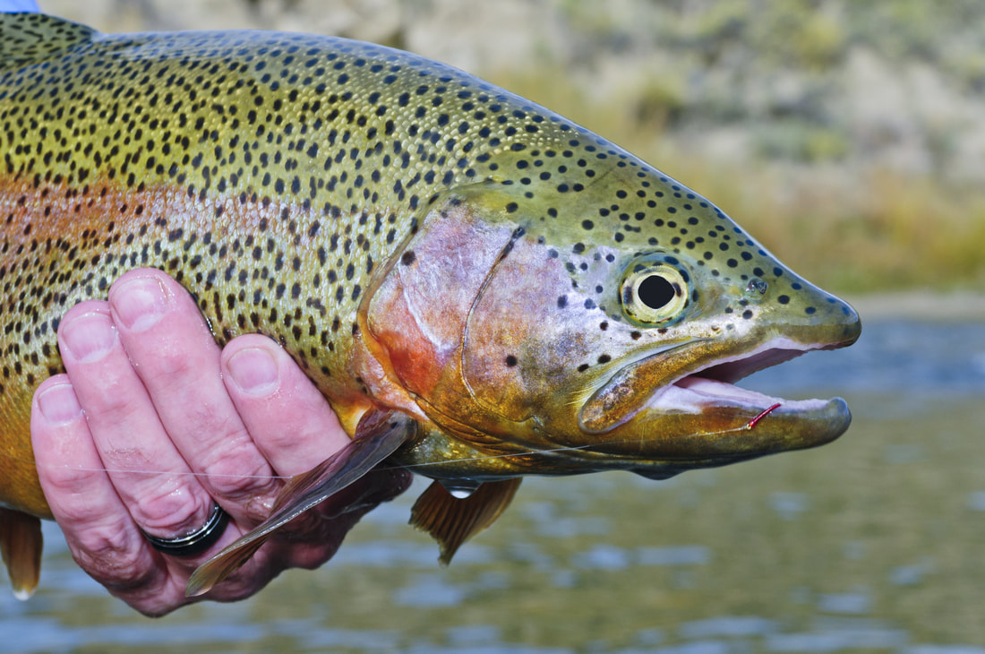 Go-To Midge Larva for the Winter Season - Pat Dorsey Fly Fishing