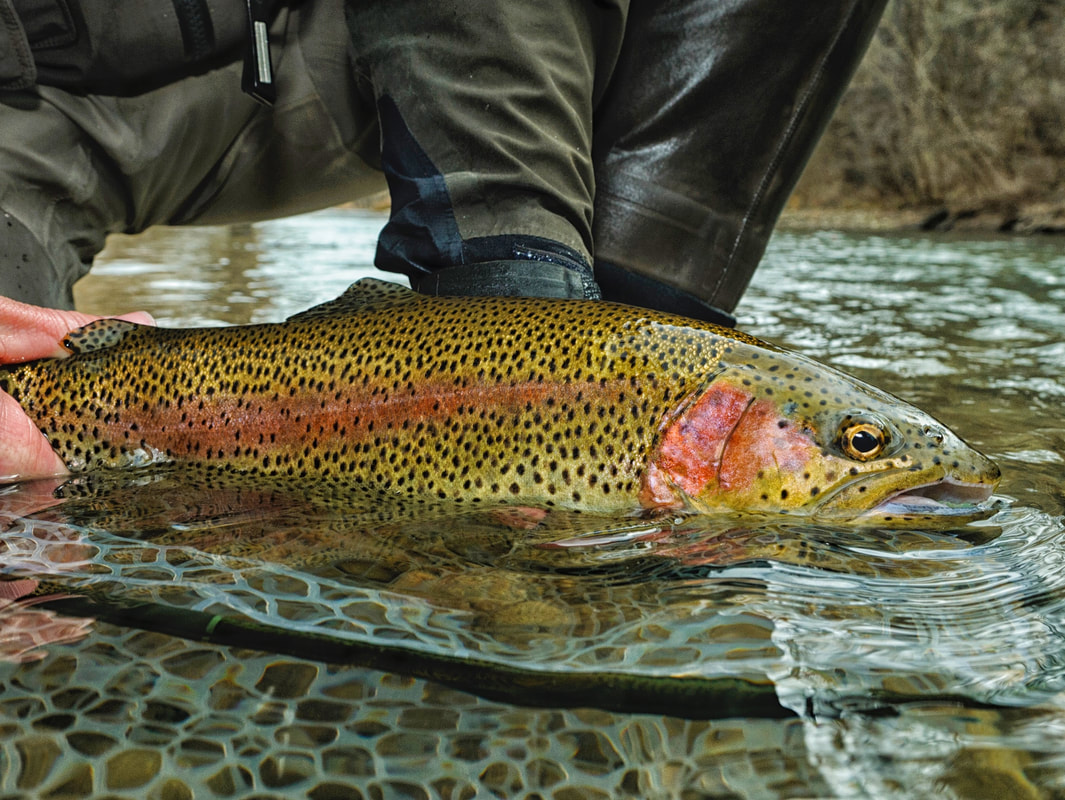 Texas Fly Fishing and Brew Festival Pat Dorsey Fly Fishing