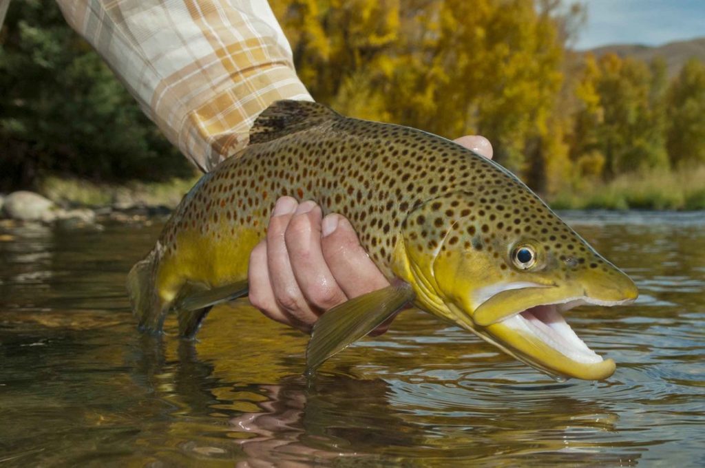 Colorado River Fly Fishing Report, Tips, & Information by Pat Dorsey