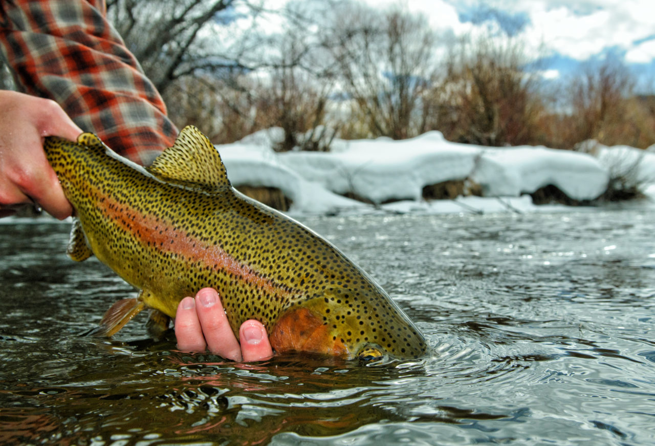 5 Tips to Catch Stubborn Winter Trout Pat Dorsey Fly Fishing
