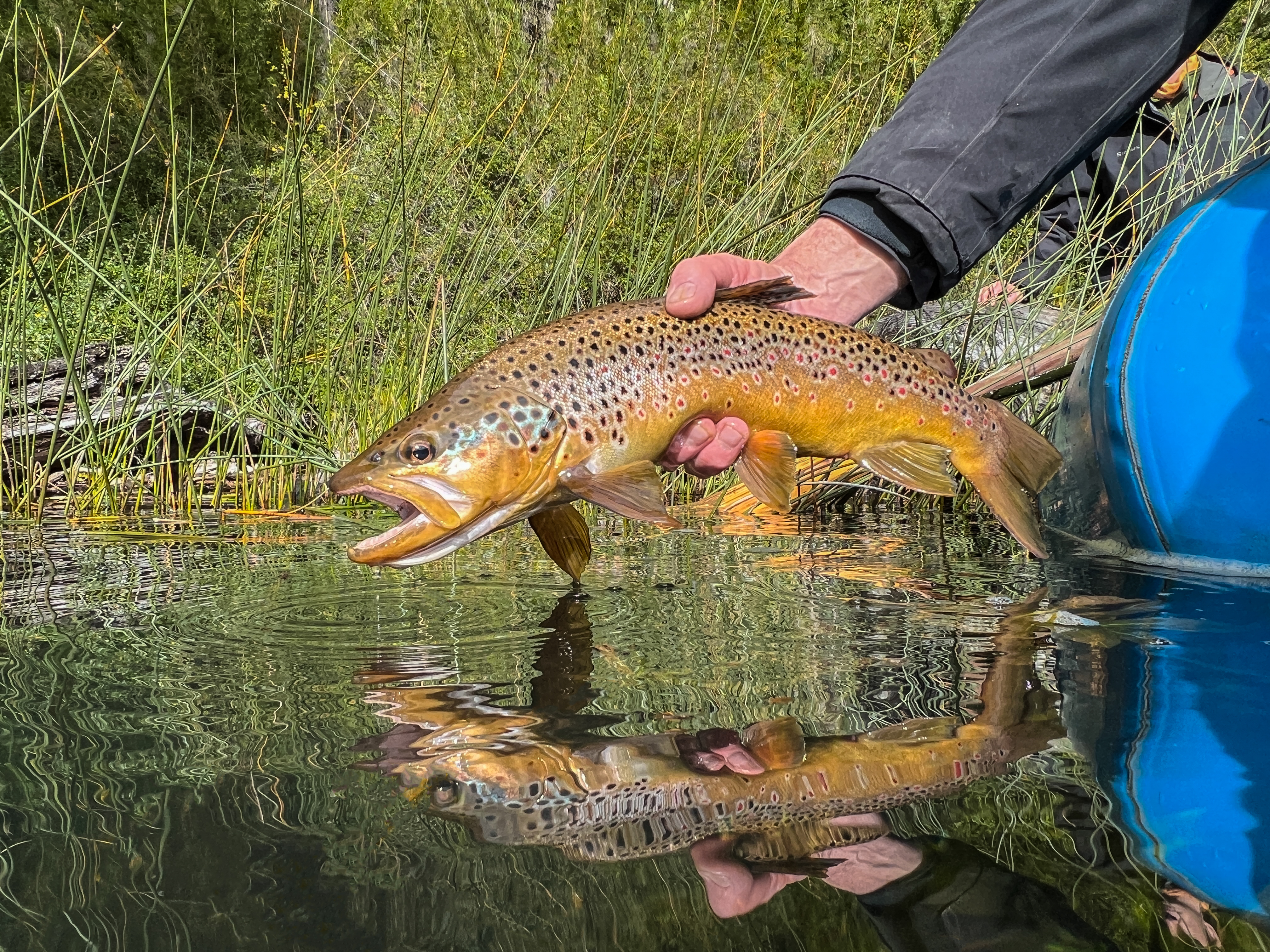 Large brown trout in Patagonia