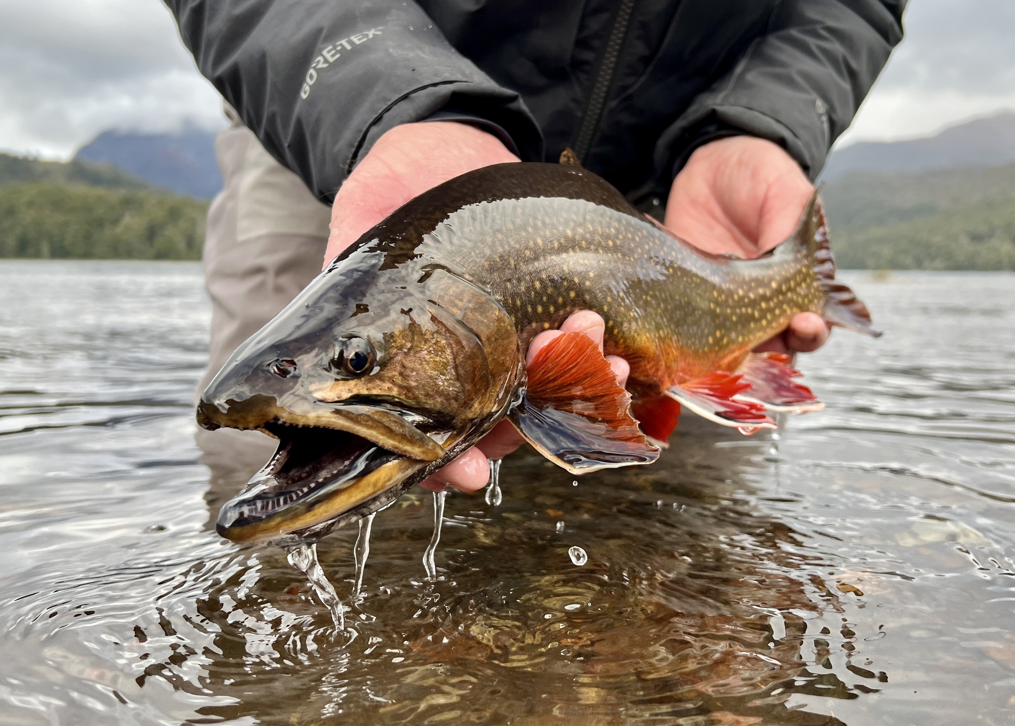 Colored Patagonia brook trout